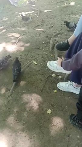 The video shows a group of people and pigeons in a park setting. In the foreground, several pigeons are pecking at the ground. A child in a gray jacket and black pants is standing and looking down at the pigeons. Two women are seated on a bench; one is wearing blue jeans and a red and white patterned jacket, while the other is wearing dark pants and a dark jacket. Both women are wearing white sneakers. There is a bottle of water on the bench next to the woman in the patterned jacket. In the background, more pigeons are visible, as well as a body of water, trees, and sunlight filtering through the leaves. The ground is covered in dirt and fallen leaves, with exposed tree roots.