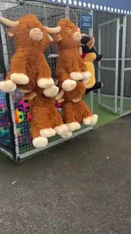 The video shows a game stand at what looks like a carnival or fair. The prizes are hanging on the front of a tall, metal cage covered in netting. Inside the cage are colorful balls, and various soft plush toys. The most prominent prizes on display are two large, brown stuffed Highland cows. A person wearing a gray and black hoodie walks past the stand, while a second person wearing a dark jacket and blue pants interacts with the prizes. The ground around the stand is paved.