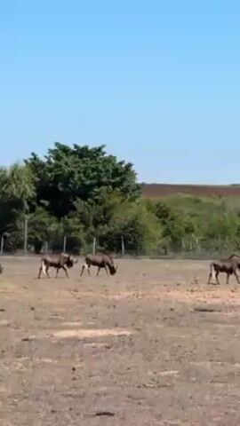 The video shows two bonteboks butting heads in a field of dry grass. A small bontebok stands nearby. The sky is blue, and there are trees and shrubs in the background. A fence line also appears in the background.