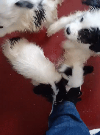 Nairobi puppies being bathed, fed, and handled at a kennel