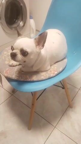A white chihuahua dog with brown markings sits on a blue chair with a floral cushion. The dog licks its lips and looks around the room. The room appears to be a laundry room, with a washing machine and a bottle of detergent visible in the background. The floor is tiled.