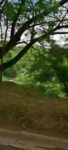 The video shows a view of a hilly, green landscape. In the foreground, there is a large tree on the right and a brown dirt path. The middle ground features a grassy area with a yellow barrier in the lower part of the frame and a tall pole in the distance. The background consists of lush green hills covered in trees and vegetation, with a cloudy sky above. The camera pans slightly to the right, revealing more of the scenic environment.