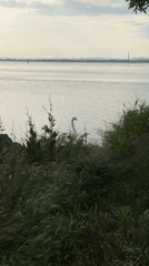 Swan family with cygnets observed at Burgas Lake shoreline