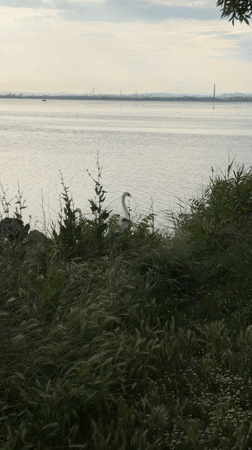 Swan family with cygnets observed at Burgas Lake shoreline