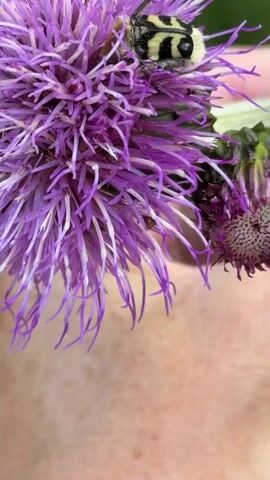 The media file is a close-up, vertical video showcasing a beetle on a purple thistle flower. The beetle is primarily black and yellow, with distinctive markings on its elytra. It appears to be actively foraging or resting on the flower's vibrant petals. The background is blurred, suggesting a shallow depth of field, but hints of green foliage and a person's skin tone are visible, implying an outdoor setting. The lighting is soft, indicating it might be daytime, possibly under overcast skies or in a shaded area.

The video focuses intently on the interaction between the beetle and the flower, highlighting the intricate details of both subjects. The thistle flower itself is characterized by its spiky purple florets and white stamens. A second, less developed thistle bud is visible on the right side of the frame. The overall impression is one of natural beauty and the small details of the insect world. No text is visible in the media file. The location context is provided as Nord Snt, Russia.