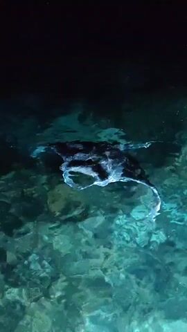 A manta ray swims in the dark ocean water, illuminated by a light source. The ray has a distinctive coloration with dark upper sides and a lighter underside. Its large pectoral fins propel it through the water. The water is clear and shows the seabed below, which appears to be rocky or coral. A person's hand is visible in the lower left corner of the frame, suggesting someone is observing or interacting with the ray. The video captures the graceful movement of the manta ray in its natural habitat.