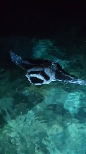 Manta ray glides through illuminated deep water off Guraidhoo