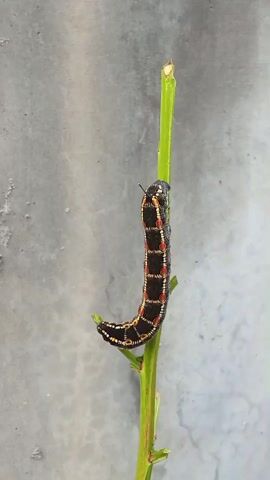 A vertical video shows a black caterpillar with orange and white stripes crawling up a thin green stem. The caterpillar is in focus, and the background is a blurred grey wall. The caterpillar moves slowly and deliberately, its body segments contracting and expanding as it progresses upward. Its head is at the top of the stem, and its tail end is curved downwards. The stem is green and has small buds or leaves along its length. The video is brief and shows only the caterpillar's movement on the stem.