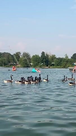 The media shows a bright, sunny day on a lake in Wassenberg, Germany. The lake is calm with gentle ripples on the surface, reflecting the clear blue sky and scattered white clouds. A flock of Canadian geese is swimming together in the foreground, their dark feathers contrasting with the green water.

In the background, people are enjoying various water activities. Some are lounging on inflatable tubes, while others are gathered on a wooden dock. A tall structure, possibly part of a water sports facility like a cable wakeboard park, is visible on the left side of the frame. Lush green trees line the distant shore, suggesting a natural, park-like setting. The overall atmosphere is one of leisure and recreation on a warm summer day. No visible text is present in the media.