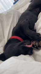 Black dog rests and grooms on white bed
