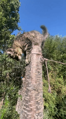 Tabby kittens exploring a garden in Қарғалы, Kazakhstan