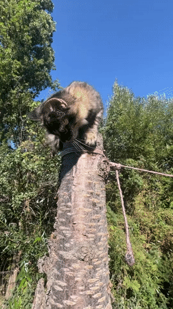 Tabby kittens exploring a garden in Қарғалы, Kazakhstan
