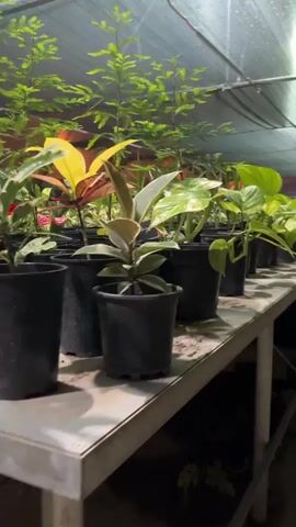 The video pans across a shelf filled with potted plants in what appears to be a greenhouse. The plants are in black plastic pots and are arranged in rows on a metal shelf. The lighting is dim, with artificial lights illuminating the plants from above and behind. The focus is on a variety of leafy green plants, including some with yellow variegation. In the foreground, a plant with dark green leaves and reddish stems is prominently displayed. The camera moves slowly, providing a close-up view of the plants and their leaves. In the background, more plants are visible, as well as the mesh-like covering of the greenhouse. The overall impression is one of a plant nursery or a collection of houseplants.
