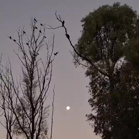 The video captures an outdoor scene at what appears to be dusk or dawn, with a light grey-purple sky. In the foreground, two trees are prominent. The tree on the left is largely bare, with multiple dark, silhouetted birds perched on its branches. The tree on the right is tall and leafy, with a few dark birds also visible on its branches. A bright, full moon shines in the center of the frame against the sky. The birds are mostly still, suggesting they are resting or roosting. The provided context indicates the location is Villa Domínico, Argentina, though this is not visually identifiable in the video. There is no visible text.