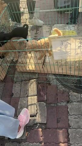 The video shows a close-up view of several cages containing small puppies. The cages are made of metal and wood. The puppies are of various colors, including black, brown, and tan. Some of the puppies are standing, while others are sitting or lying down. In the background, several people are visible, some of whom appear to be interacting with the puppies. One person is holding a white piece of paper. The ground is paved with bricks. The scene appears to be outdoors, possibly at a market or a pet adoption event.