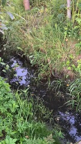 A video of a narrow, overgrown ditch filled with dark, stagnant water. Lush green grass and various plants grow along the banks and encroach into the water. The scene appears to be a natural, unkempt outdoor environment.