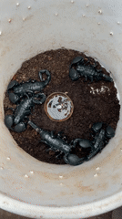 Jos street life and scorpion container documented by witness