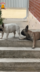French bulldogs play on steps in a Yuzhnyy afternoon