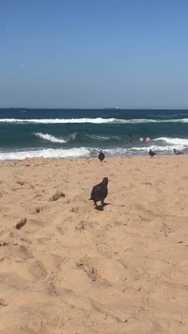 The video shows a beach on a sunny day with a blue sky. Several pigeons are walking on the sand in the foreground. In the background, people are swimming in the ocean, which has waves.  A lifeguard sits under a pink "Vitality Travel" umbrella near the water's edge.