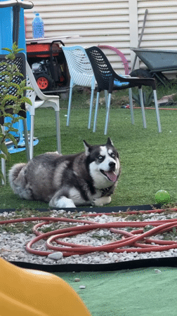 Backyard afternoon in Yevpatoriya: kids, a husky, and dusk settling in