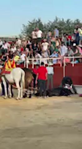 The video shows a scene inside a bullring. A large crowd of spectators is visible in the stands surrounding the dirt arena. In the arena, a dead black bull is lying on the ground. Several men are present, some wearing red shirts. Two horses, one white and one brown, are harnessed and standing nearby. The white horse has a decorative blanket. The men appear to be involved in the process of preparing to remove the dead bull from the arena, likely using the horses to drag it. The lighting suggests it is daytime, possibly late afternoon, with a clear sky. The atmosphere seems to be that of an event winding down, with people observing the process. No visible text is discernible in the video. This event is taking place in San José del Valle, Spain.