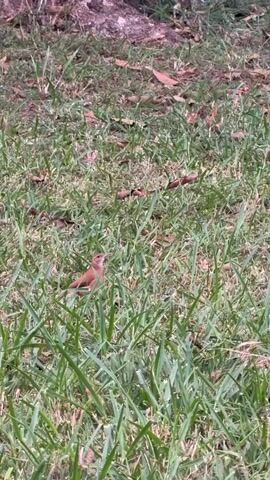 The video shows a reddish-brown bird in a grassy area.  The bird is standing amongst the grass blades. The grass is green, and there are some fallen leaves scattered around. A tree trunk is visible in the upper left corner of the frame. An indiscernible child’s voice is also present in the background.