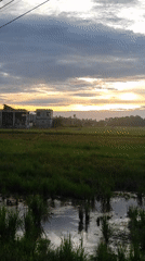 Rural morning documented in Lhokseumawe countryside scenes