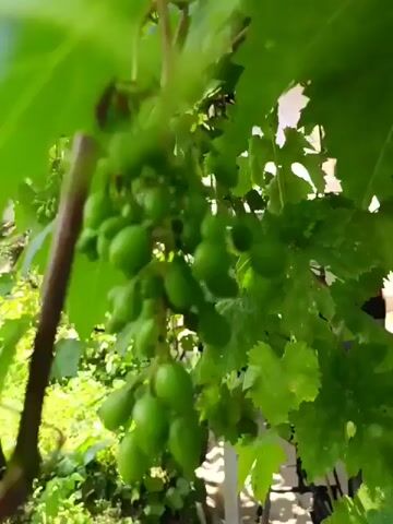 The video begins by showing a cluster of unripe green grapes hanging from a vine. The camera then pans to the right, revealing a yard with lush green foliage, including trees and bushes. In the background, a wooden fence is visible, along with a white bathtub placed on its side. The scene appears to be outdoors, possibly in a garden or backyard, on a sunny day. The overall impression is one of natural growth and outdoor domesticity, with the bathtub serving as an unusual but noticeable object in the landscape.
