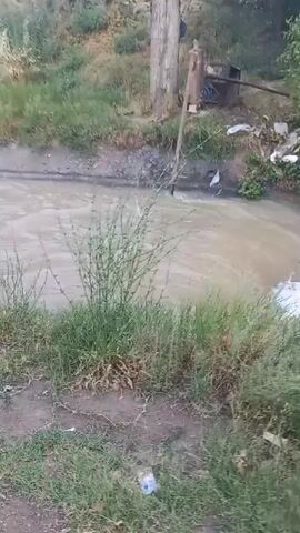 The video, captured in Kasansay, Uzbekistan, opens with a glimpse of a muddy river or canal with a strong current. White debris floats on the surface of the water, and foamy white water is visible on the right side of the frame, suggesting a rapid or overflow. Lush green grass lines the bank of the waterway, and further in the background, there are trees and a dirt path.

The camera then pans to reveal more of the scene. The waterway continues, with its muddy water flowing steadily. On the left bank, a metal structure resembling a water wheel or a piece of machinery is partially submerged. Behind it, there is a concrete structure with openings, possibly part of an irrigation system or a bridge. The surrounding landscape is dry and hilly, with sparse vegetation and some rocky outcrops. Tall, slender trees are scattered throughout the area, and a few buildings are visible on a hillside in the distance. The sky is overcast, with patches of blue peeking through, suggesting it might be late afternoon or early evening. The overall impression is of a rural or semi-industrial setting where water management is a key feature. There is no visible text in the video. The activity appears to be focused on the flow of water and the surrounding infrastructure.