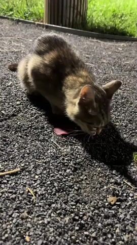 A kitten is eating something on the ground. The kitten is small with brown and black stripes. The ground is covered in small gray and black rocks. There is a green area with grass in the background and a vertical striped pole. The kitten's tongue is visible as it licks the object. There is a shadow of the kitten on the ground.