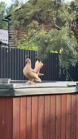 This media file features a medium shot of a light brown, fluffy pigeon standing on the edge of a wooden hot tub. The pigeon is facing to the left, with its tail feathers fanned out. Its feet are obscured by its fluffy leg feathers. The hot tub is made of dark brown wood planks and has a grey, textured cover.

In the background, a dark grey corrugated metal fence runs horizontally. Beyond the fence, a mature tree with green leaves provides shade, its branches arching over the scene. To the left of the tree, a portion of a house with a tiled roof and wooden siding is visible, suggesting a residential setting. The lighting indicates it is daytime, likely late afternoon or early evening, with soft shadows and a warm, natural light illuminating the pigeon and its surroundings. The overall scene appears tranquil and peaceful, set in a backyard or garden environment in Beryozovsky, Russia. There is no visible text in the media file.