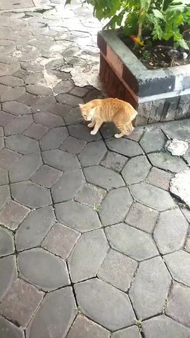 A ginger cat walks across a paved patio. The patio is made of interlocking geometric stones. To the right, a planter box contains soil and a small green plant.