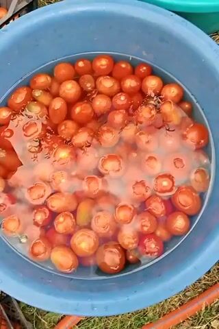 The video begins with a close-up shot of small red tomatoes floating in a blue tub filled with water. The camera then pans to a larger turquoise tub overflowing with ripe tomatoes of various sizes. The scene shifts to show a metal bowl filled with small red tomatoes, surrounded by a red garden hose. The camera then follows the hose as it curves through a grassy area with a tire and some greenery. The final shot reveals a garden scene with rows of plants, including sunflowers, marigolds, and what appear to be tomato plants under netting, with a clear sky overhead.