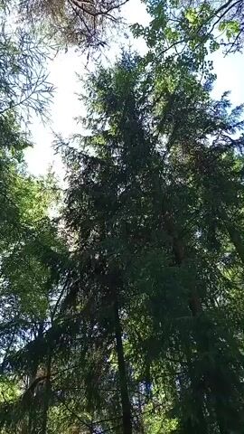 This video captures a view looking up through the canopy of a forest. The subjects are trees, specifically a tall evergreen in the center, likely a spruce or fir, surrounded by deciduous trees on either side. Sunlight filters through the dense green foliage, creating a dappled effect and occasional lens flares. The scene is set in a forest, with the lush greenery indicating a warm season, likely summer or late spring. The bright sunlight suggests it is daytime, with the sun positioned high in the sky. There are no people or man-made objects visible, only the natural elements of the forest. The overall mood is serene and natural, emphasizing the beauty of the woodland environment. No visible text is present in the video. The location context is Podborov'e, Russia.