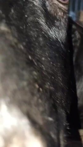 A close-up video of a black goat. The goat is behind a wooden fence. Its eye is visible and appears red. The goat's fur is wet.