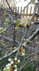 Spring blossoms documented during sunset in Biysk, Russia