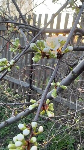 Spring blossoms documented during sunset in Biysk, Russia