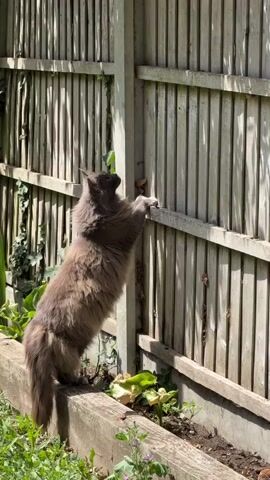 A long-haired grey cat stands on its hind legs, front paws on a wooden fence, as if trying to climb it. The cat faces away from the camera, towards the fence. The fence is made of vertical wooden slats and appears weathered. Green foliage and plants are visible below the fence and to the left of the cat. The scene is lit by sunlight, casting shadows. The timecode is 00:00 to 00:04.