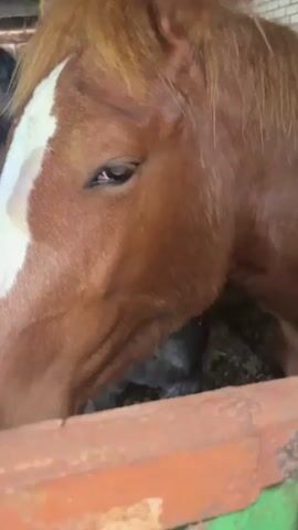 A video shows a brown horse with a white blaze on its face in an enclosure. A hand pets the horse's forehead and mane. The horse is close to the camera, and the enclosure has a green and brown wooden fence.  The horse appears calm and relaxed.