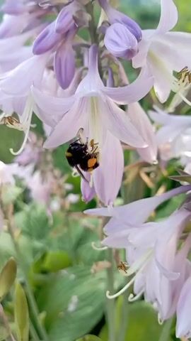 The video shows a close-up shot of a bumblebee collecting nectar from a pale purple flower. The bumblebee is black and yellow and is positioned headfirst into the flower's opening. The flower has delicate petals and stamens. The background is blurred green foliage and a hint of a tree branch. The footage is shaky, suggesting it was handheld.