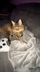 Cozy night in Babruysk: tabby cat, purple lights, gaming setup