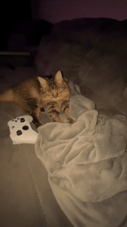 Cozy night in Babruysk: tabby cat, purple lights, gaming setup