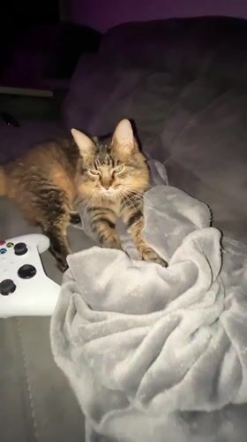 Cozy night in Babruysk: tabby cat, purple lights, gaming setup
