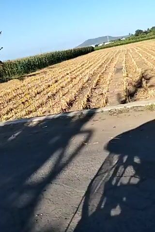 The video shows a rural landscape with a clear sky. In the foreground, there is a dark asphalt road. To the right of the road, there is a field with rows of harvested crops, likely corn stalks, as indicated by the dry, golden stubble. Further to the right, a dense row of banana trees with large green leaves lines the edge of the field. The banana trees are tall and appear to be growing in a cultivated manner. The ground slopes upwards from the road towards the field. The light suggests it is daytime, possibly morning or late afternoon, given the clear blue sky and the quality of light on the landscape. The camera appears to be moving, suggesting it was filmed from a moving vehicle or while walking. There are no people clearly visible in the frame, although there might be hints of structures in the far distance, possibly buildings or other agricultural elements. The overall impression is one of agricultural land in a warm climate.