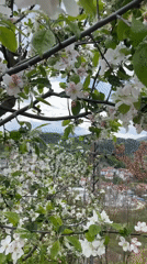 Spring blossoms attract bees in Zlatograd, Bulgaria