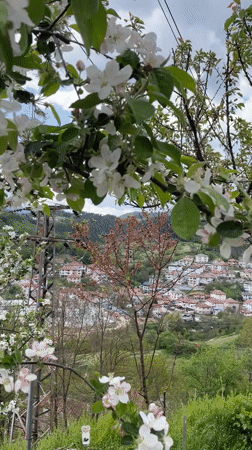 Spring blossoms attract bees in Zlatograd, Bulgaria