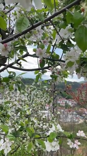 Spring blossoms attract bees in Zlatograd, Bulgaria