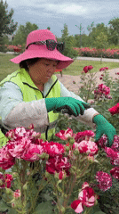 Woman documents early morning visit to vibrant public rose garden