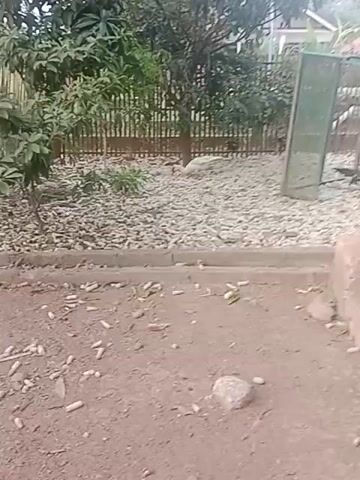 The video shows an outdoor scene in what appears to be a rural or backyard setting. The ground is covered in dirt and small stones, with scattered debris, including what looks like cigarette butts and pieces of wood. There is a concrete structure in the foreground with wooden planks leaning against it. In the background, there is a wooden fence and lush green vegetation, including large-leafed plants. Several white and brown ducks are visible, some feeding from bowls. A green enclosure or cage is also present. The overall impression is of a somewhat untidy but functional outdoor area for domestic animals.