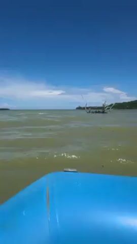 The view from a blue boat reveals a tranquil body of water under a clear blue sky dotted with wispy clouds. A clump of dead, bare branches protrudes from the water's surface, positioned off to the right side of the frame. In the background, a verdant coastline is visible, suggesting the presence of land nearby. The water has a slightly murky, greenish-brown hue. The boat appears to be moving, as the water's surface shows gentle ripples.